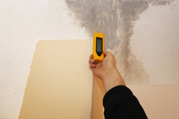 Best Mold Documentation for Insurance Claims  in Ithaca, MI