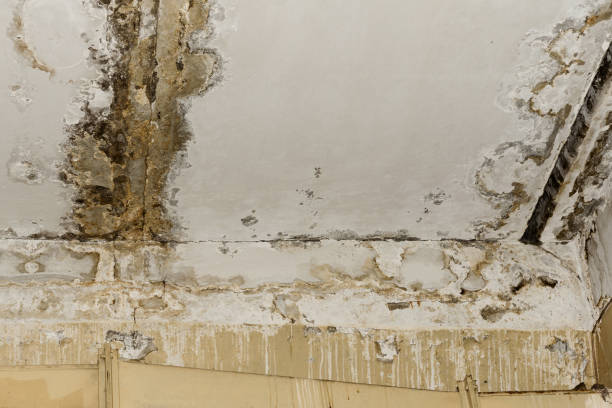 Best Residential Mold Inspection & Testing  in Ithaca, MI