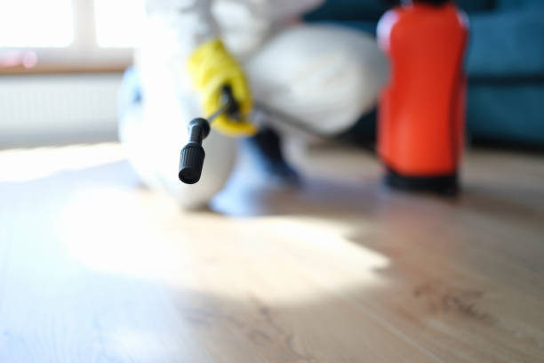 Best Mold Odor Removal Services  in Ithaca, MI