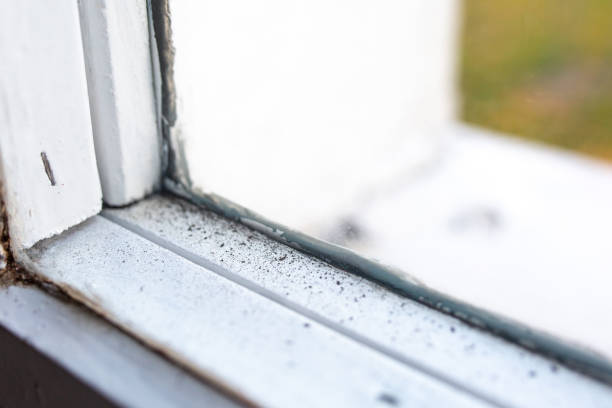 Best Air Quality Testing for Mold Spores  in Ithaca, MI