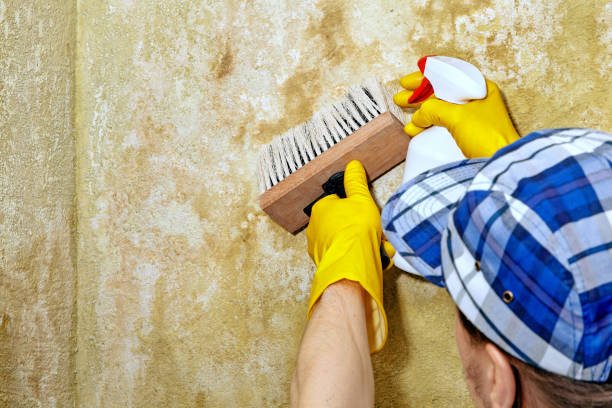  Ithaca, MI Mold Removal Pros