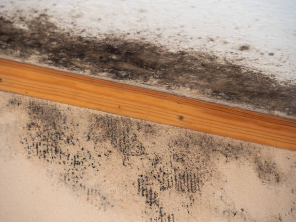 Best Airborne Mold Testing  in Ithaca, MI