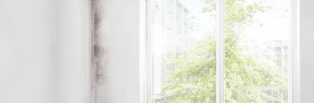 Best Dehumidification Services  in Ithaca, MI