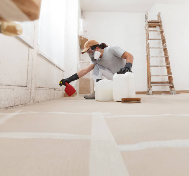 Best Black Mold Removal  in Ithaca, MI