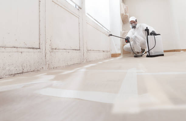 Best Mold Odor Removal Services  in Ithaca, MI