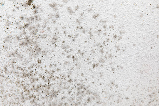Best Comprehensive Air Testing for Mold Contaminants  in Ithaca, MI