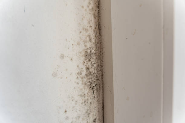 Best Mold Removal for HVAC Installations  in Ithaca, MI