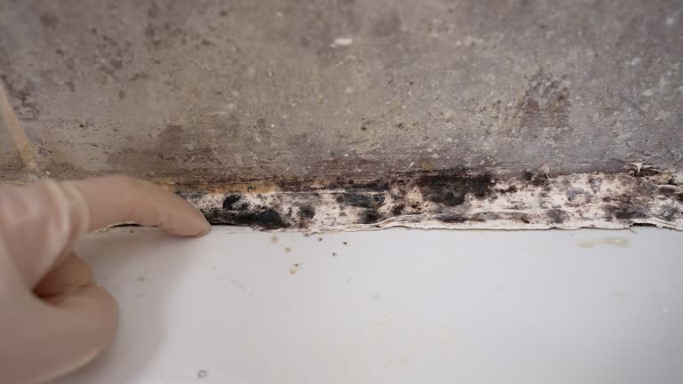 Trusted Ithaca, MI Mold Removal Experts